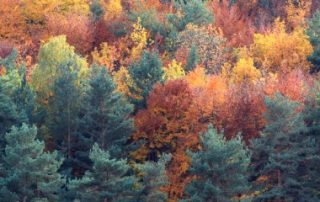 Les ventes de parcelles de forêts françaises se portent bien