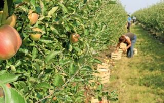 Employeurs agricoles : exonération liée au travail occasionnel ou réduction « Fillon » ?