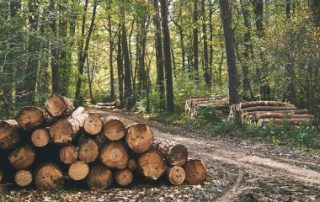 Parcelles de forêts : un marché au beau fixe