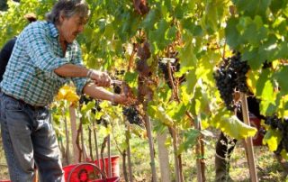 Employeurs agricoles : pas de travail dissimulé