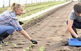 Saisonniers agricoles : l’exonération de cotisations maintenue pendant 2 ans
