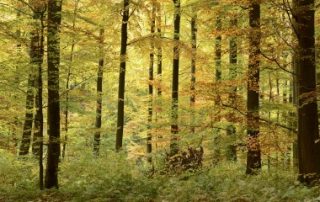 Investissements dans les forêts : un marché en pleine forme !