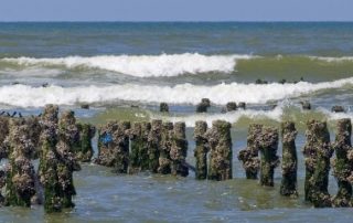 Les activités conchylicoles et les cultures marines sous protection !