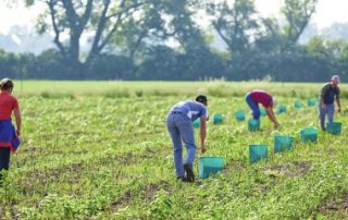 Combien y a-t-il d’associations agricoles employeuses ?
