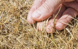 Conditions de l’indemnisation des pertes de fourrage dues à la sécheresse 2018
