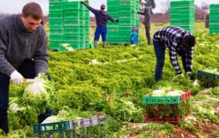 Travailleurs agricoles étrangers : un retour en France sous conditions