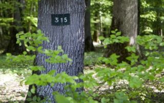 Le marché des forêts reste dynamique