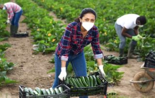 Une « aide prévention Covid » pour le secteur agricole