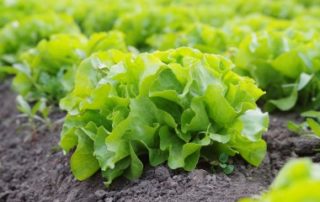 Quand un bail rural prévoit que les terres seront cultivées selon des méthodes agrobiologiques