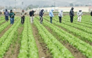 Travailleurs occasionnels agricoles : 2 ans de sursis pour l’exonération spécifique !