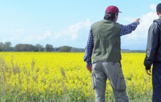 Résiliation d’un bail rural pour cause d’arrachage d’une haie