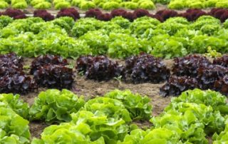 À quelles conditions les activités exercées par un agriculteur sont-elles exonérées de CFE ?