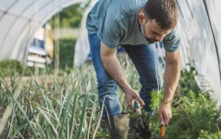 Agriculture biologique : le guichet pour percevoir une aide est ouvert