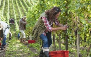 Exonération des travailleurs agricoles occasionnels : où en est-on ?