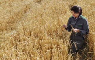 La transmission des exploitations agricoles est encouragée