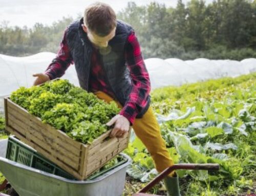 Prorogation de deux crédits d’impôt spécifiques aux exploitants agricoles