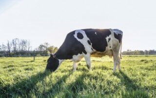 Loi d’orientation agricole : les principales mesures