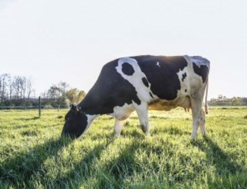 Loi d’orientation agricole : les principales mesures