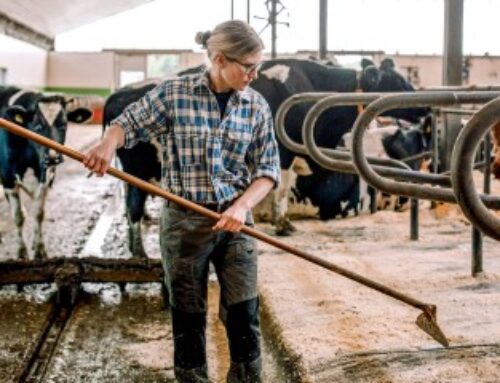 Option des exploitants agricoles pour une assiette annuelle de leurs cotisations sociales
