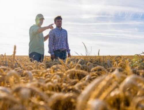 À quel moment peut-on insérer une clause de reprise sexennale dans un bail rural ?