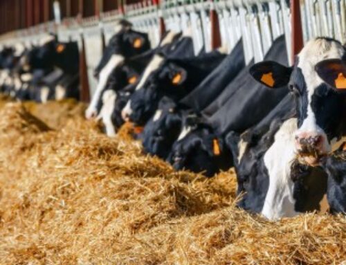 Agriculture : ce que prévoit la loi Duplomb